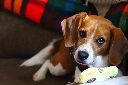 For Pet Owners, Staging Your Home Requires Effort