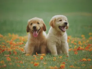 3 Ways to Prep Your Home for a New Puppy